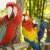 Ara Parrot World